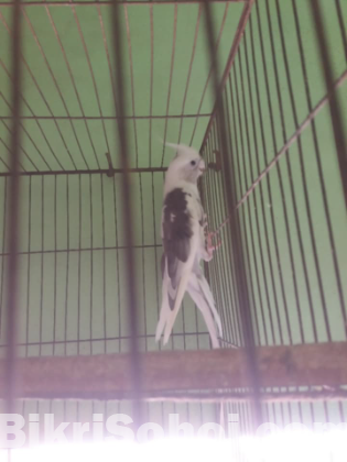 raning cockatiel pakhi